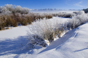 Tin Cup Creek 46